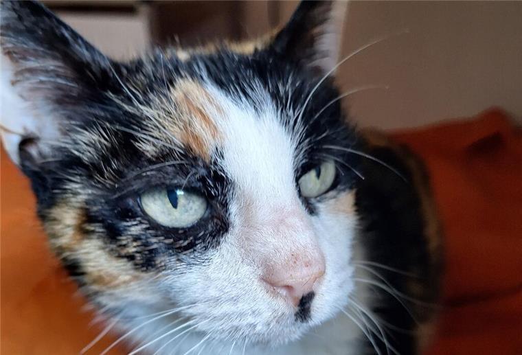 Neue Familie gesucht: Wer hat noch Platz auf dem Sofa für Katzenoma Magda? Katze