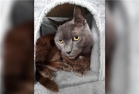 Katzenoma Santana ist mit ihren 20 Jahren sehr ruhig und genügsam. 
