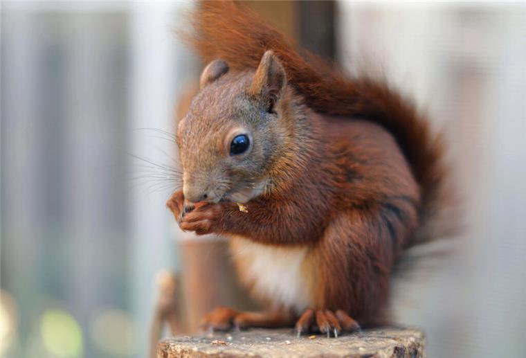 Niedlich, beliebt - und gefährdet: Tipps zum Schutz von Eichhörnchen ein eichhörnchen