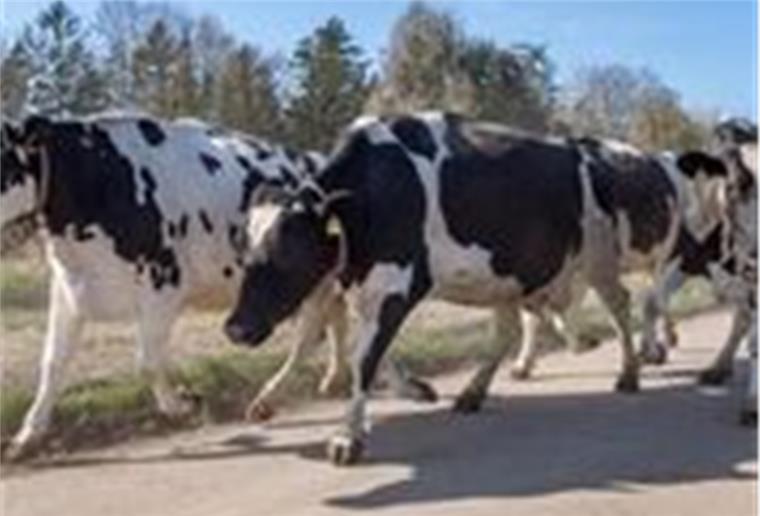 Kaum war das Tor geöffnet, gab es für die Kühe kein Halten. Sie stürmten auf die Frühlingsweiden beim Hof auf der Wurp. 