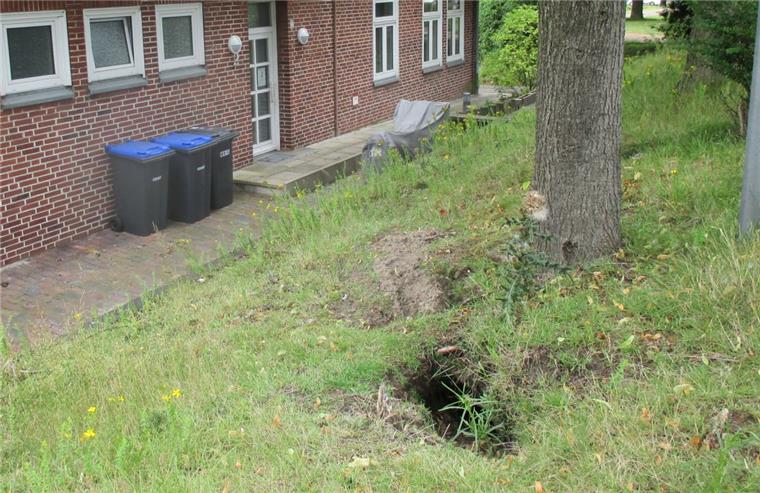 Wilde Karnickel bedrohen Klimaforscher Kaum zu sehen zwischen Laub und Sträuchern: Jede Menge große Krater zerklüften die Böschung an der Van-Ronzelen-Straße. Wilde Kaninchen bauen dort ihre Höhlengänge.