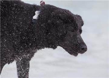 Keinen Schnee, sondern zigtausende Wassertropfen schüttelt sich dieser Vierbeine...