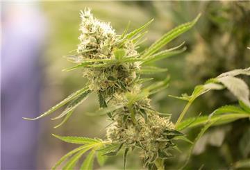Cannabispflanzen wachsen in einem Blüteraum eines Pharmaunternehmens.