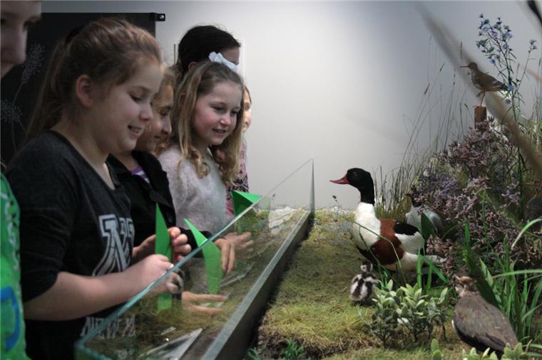 Kinder der Grundschule Blexen begutachten Vögel des Wattenmeeres. Eine Station im Museum beschäftigte sich speziell mit den Vögeln aus der Region.