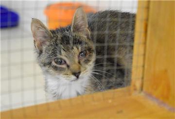 Eine Katze schaut durch ein Gitter.