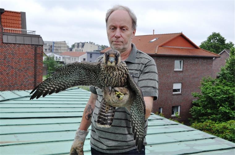Junger Wanderfalke stürzt in Nordenham auf die Straße Klaus Meyer von der Wildtierauffangstation lässt den jungen Wanderfalken in Nordenham wieder frei