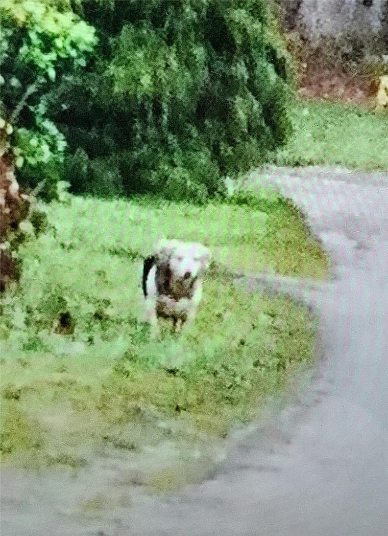 Trotz intensiver Vermissten-Suche: Keine Spur von Klaus Renken aus Lauenbrück Ein Hund auf einem Rasen.