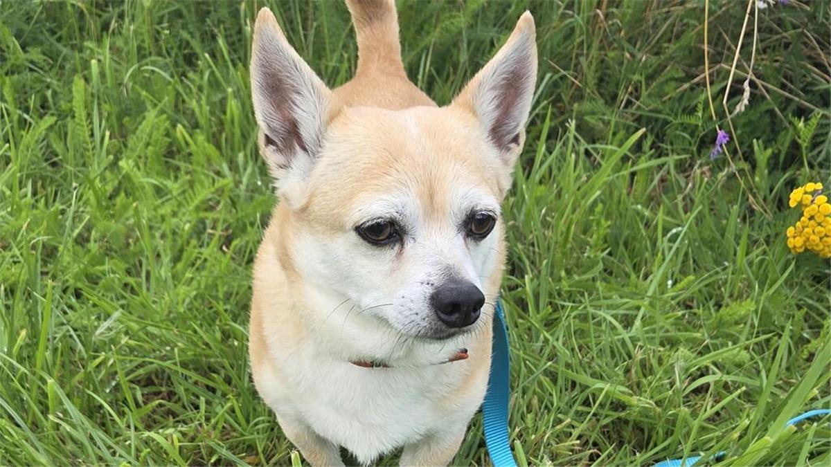 Der Hund Oscar steht auf einer Wiese.