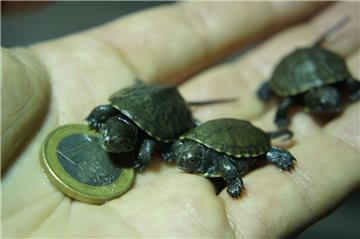 Klein und heimisch: Die Europäische Sumpfschildkröte ist die einzige Schildkrötenart, die auch in Deutschland natürlich vorkommt.