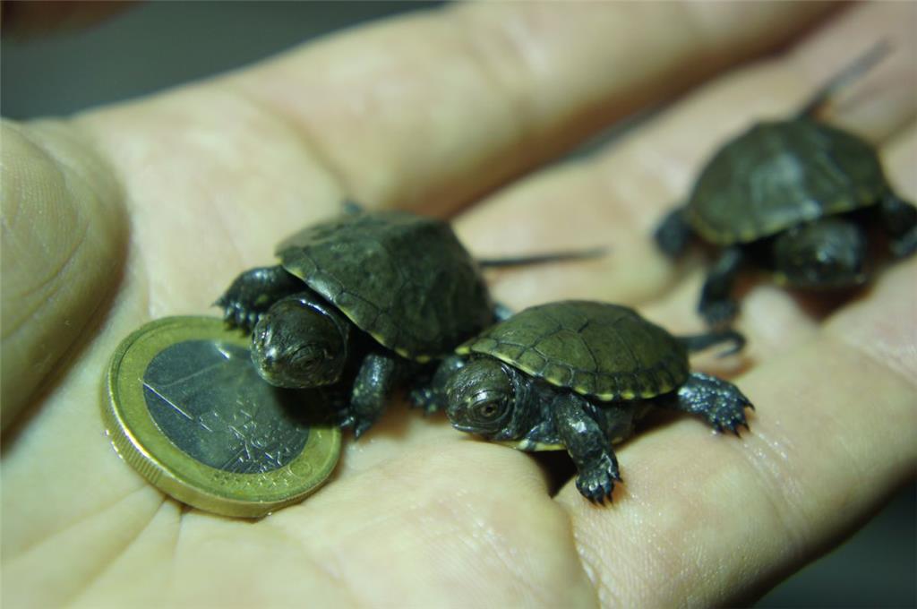 Klein und heimisch: Die Europäische Sumpfschildkröte ist die einzige Schildkrötenart, die auch in Deutschland natürlich vorkommt.