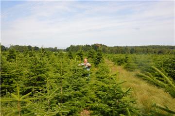 Kleinarbeit in der Weihnachtsbaum-Plantage in Hagen: Eigentümer Henning Schwartz hat auch im Sommer alle Hände voll zu tun.