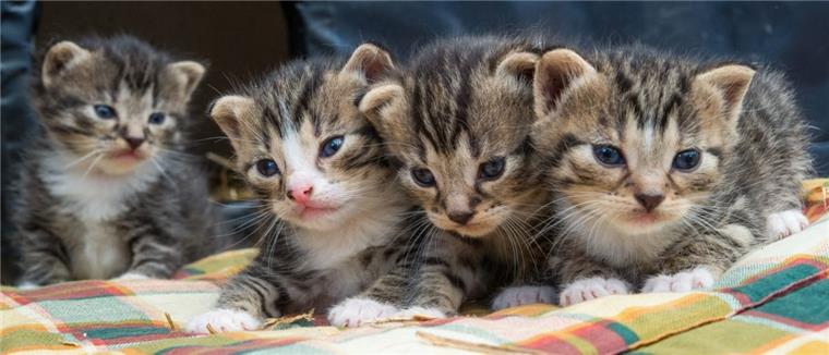 Wesermarsch: Tiersuchdienst fordert Kastrationspflicht für alle Katzen Kleine Katzen sind niedlich. Aber aus vielen kleinen Katzen werden viele große Katzen. Werden sie ausgesetzt, führen sie oft ein elendes Lebens. Deshalb setzt sich der Tiersuchdienst Wesermarsch für eine konsequente Kastration von Katzen ein.
