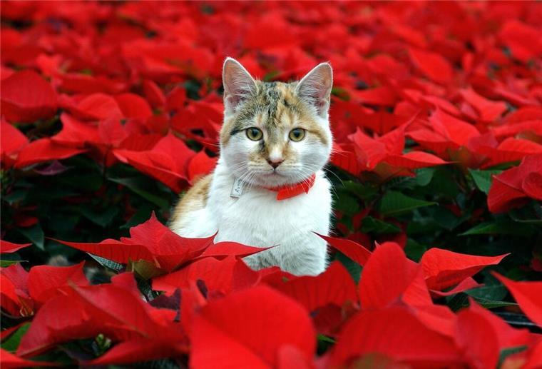 Diese beliebten Pflanzen sind für Katzen giftig Zum Themendienst-Bericht vom 12. Dezember 2022: Fehlt ihnen Katzengras, können Katzen schon mal an anderen Zimmerpflanzen knabbern - etwa am Weihnachtsstern. Aber das ist ungesund.