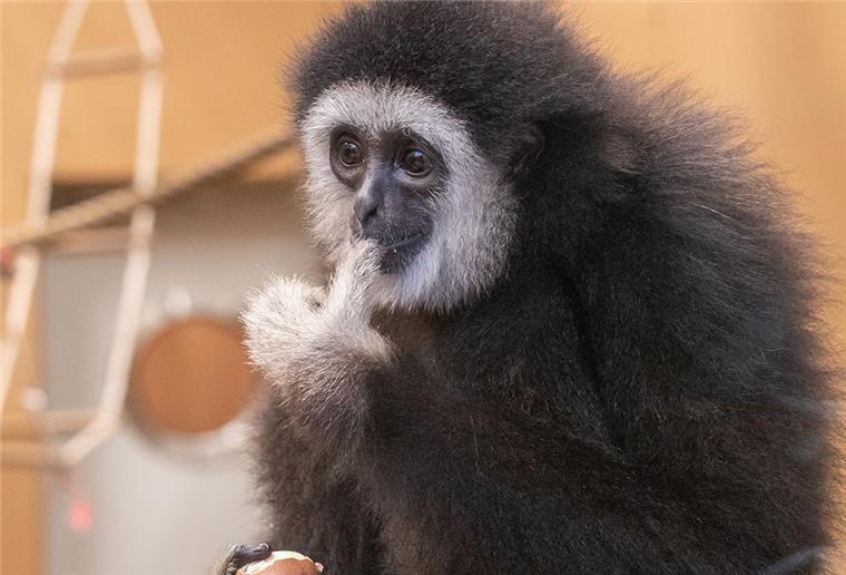 Botanika Bremen: Ferienprogramm mit Lichterfest und vielen Tieren Gibbon in der Botanika