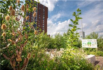 Kleine Stadt-Dschungel zum Durchatmen: In den Niederlanden gibt es in Europa wohl die meisten „Tiny Forest“.
