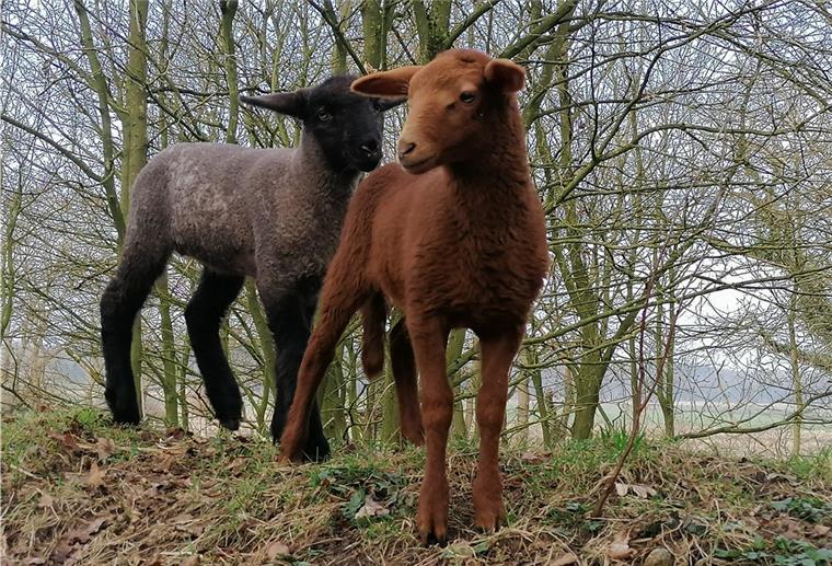 Wie Familie Lindau zu zwei Oster-Lämmern kam Klettern gehört neben Kuscheln und Trinken zu den Lieblingsbeschäftigungen.