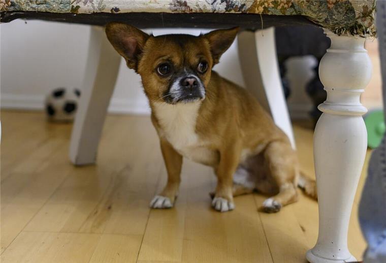 Ängstlicher Hund