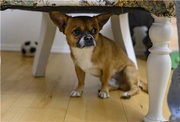 Ängstlicher Hund