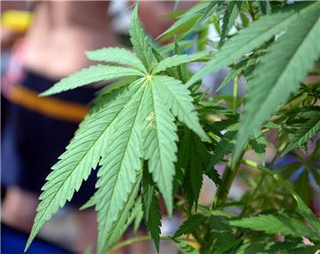 Knapp 30 Cannabispflanzen fanden die Polizeibeamten bei dem 37-Jährigen.