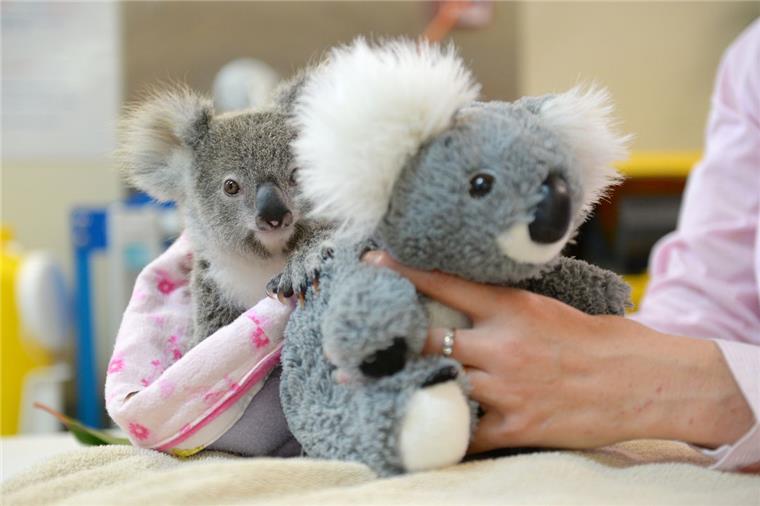 Koala-Baby Shayne beansprucht einen Platz in unserem etwas anderen Jahresrückblick.