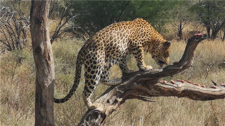 Köder haben diesen Leoparden angelockt. Michael Remmers bekam ihn bei einer Fotosafari vor die Linse.