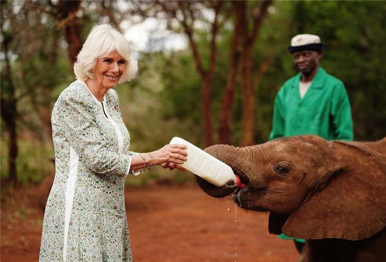 Königin Camilla füttert kleinen Elefanten Königin Camilla (l) füttert ein Elefantenbaby beim Besuch im Nairobi-Nationalpark.