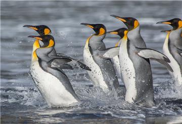 Königspinguine am Rand der Antarktis - sie reagieren damit sensibel auf Umweltveränderungen.