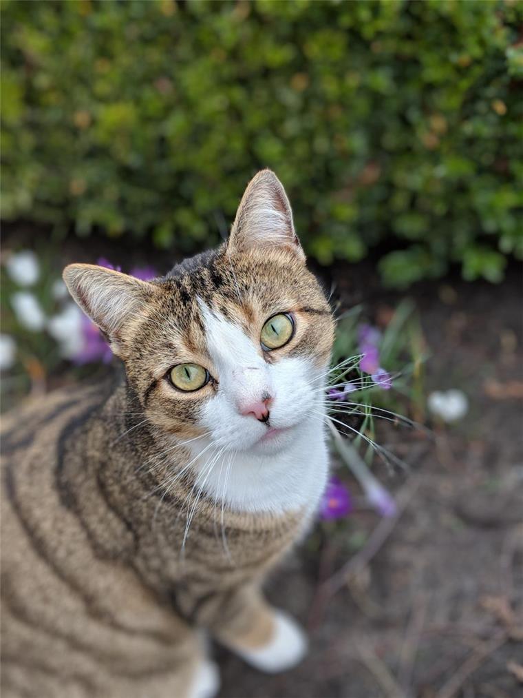 Tag der Katze: So süß sind die Samtpfoten in der Wesermarsch Können diese Augen lügen?