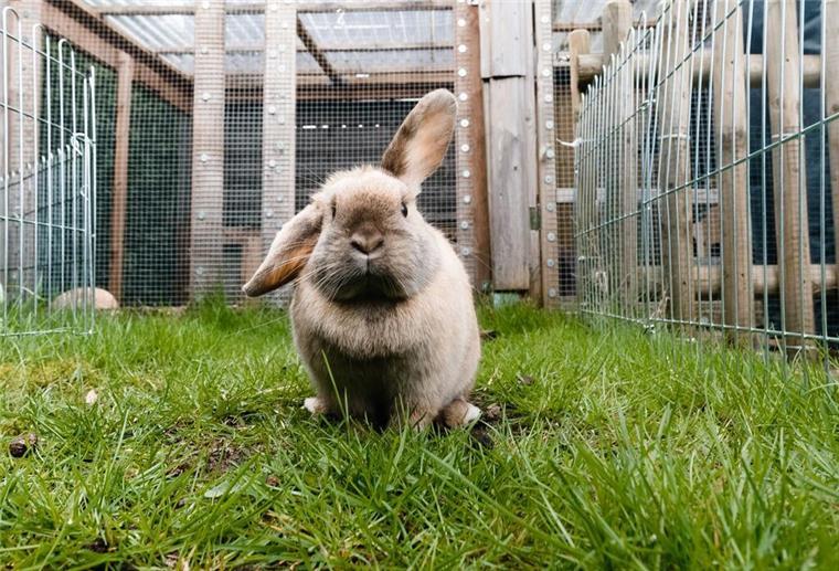 Ein Kaninchen sitzt auf dem Gras.