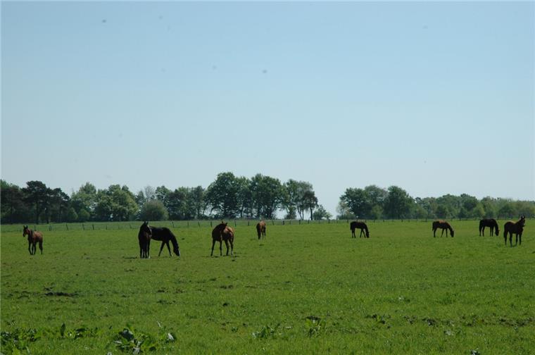 Jagd auf Pferde bei Selsingen: Waren es Wölfe? Können Pferdehalter ihre Tiere noch ruhig auf der Weide lassen? Nach dem Vorfall bei Selsingen machen sich viele von ihnen Sorgen.