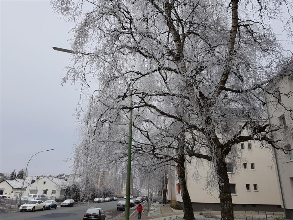 Komplett in weiß gehüllt sind diese Bäume in der Voßstraße. 