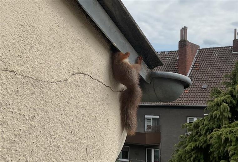 Mit dem Kopf im Blech: Eichhörnchen löst Rettungseinsatz aus In Dortmund-Neuasseln wurde ein Eichhörnchen aus einer Fassadenfalle gerettet – ein tierischer Einsatz für die Feuerwehr.