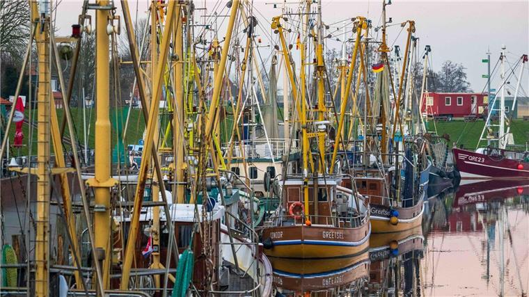 Weniger Fisch: Wie geht es weiter für die Küstenfischer? Krabbenkutter liegen in einem Hafen.