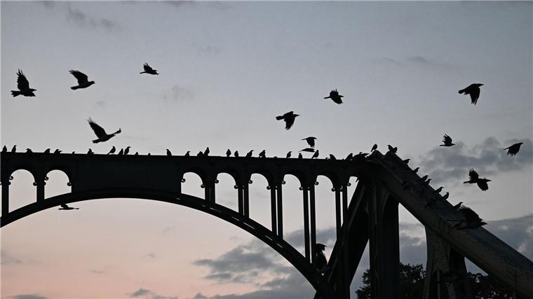 Schwere Jagdunfälle: 18-Jähriger von Begleiter erschossen Krähen sitzen kurz vor Sonnenaufgang auf einer Brücke.
