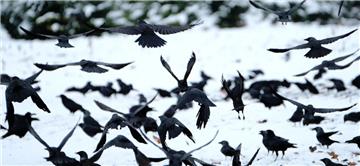 Krähen starten auf einem verschneiten Acker bei Wunstorf (Niedersachsen).