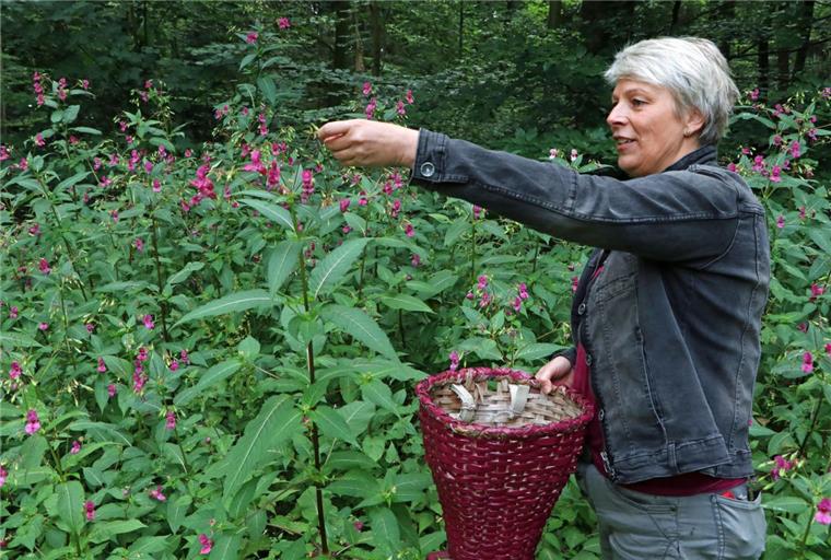 Kräuterfachwirtin Marion Putensen gerät beim Anblick größerer Springkraut-Bestände geradezu ins Schwärmen, denn obwohl die Pflanze ein Neophyt ist und sich stark ausbreitet, weiß die Expertin um die vielfältige Nutzbarkeit des Gewächses.