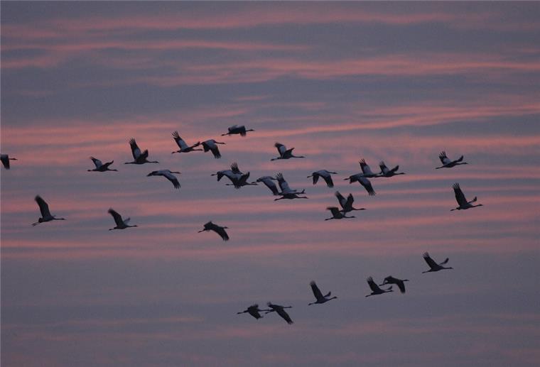 Teufelsmoor: Rastplatz für Tausende Kraniche Viele Kraniche fliegen am roten Abendhimmel.