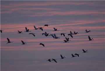 Viele Kraniche fliegen am roten Abendhimmel.