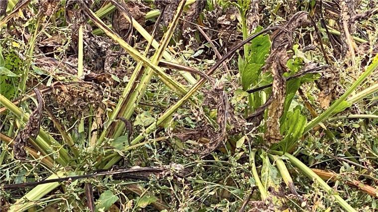 Notfallzulassung: Bundesamt ermöglicht Bekämpfung der Zikade Kranke Zuckerrüben stehen auf einem Feld in Rheinhessen.