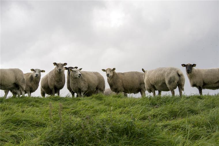 Typisch norddeutsch: Diese 10 Wörter müsst ihr kennen Kreischende Möwen, Schafe auf dem Deich und ein Fischbrötchen in der Hand: Norddeutschland hat seine Eigenarten. Auch bei der Sprache.