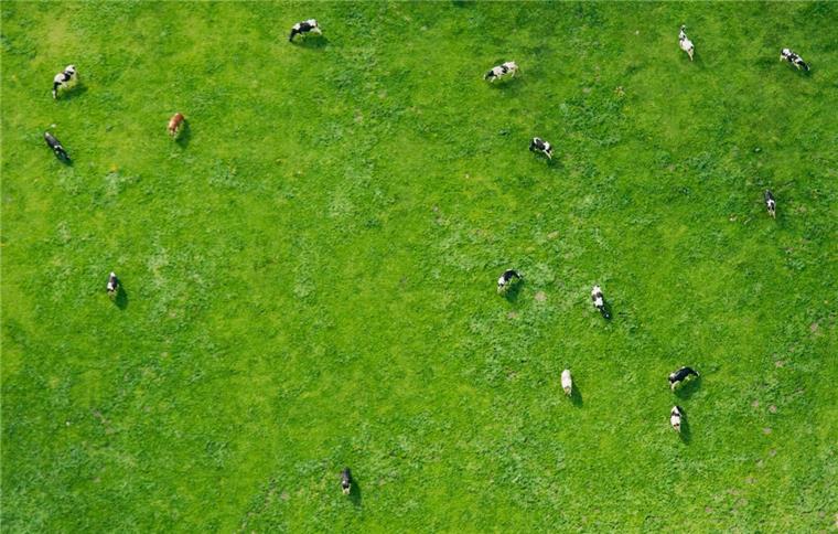 Experten: Fußballer verursachen schlimmere Rasenschäden als Rinder Kühe schaden einem Rasen weniger als Fußballer.