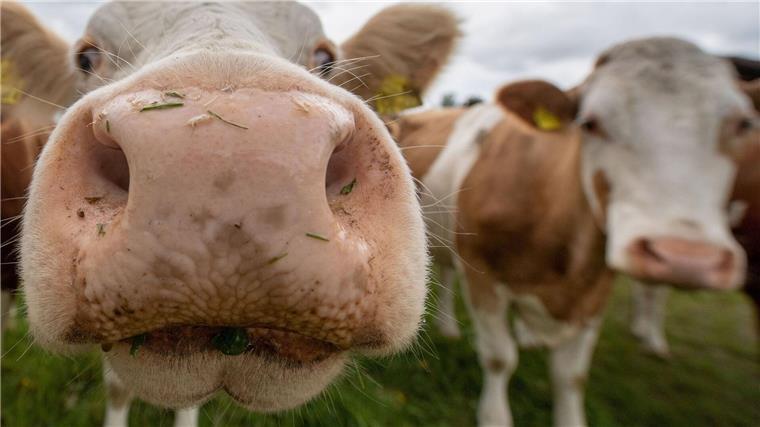 Bester Milchbetrieb Niedersachsens in Grafschaft Bentheim Kühe stehen auf einer Weide und reagieren auf die Kamera des Fotografen.