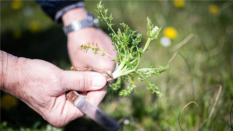 Kohlgeheimnis: Warum zwei Berlinerinnen an der Nordseeküste Wiesenkümmel suchen Kümmelkohl Wurster Nordseeküste