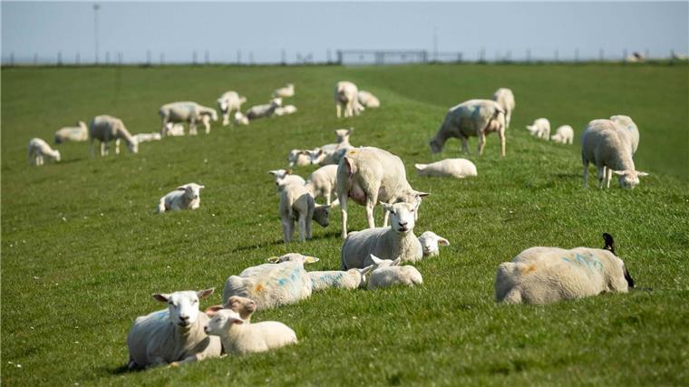 Land bewilligt rund sechs Millionen Euro für Herdenschutz Künftig sollen Tierhalter mit einer Kopfprämie für Schafe beim Herdenschutz unterstützt werden. (Archivbild)
