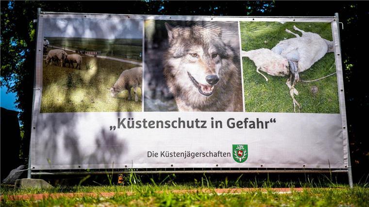 „Küstenschutz in Gefahr“ steht auf einem Plakat, das einen Wolf und ein gerissenes Schaf zeigt.