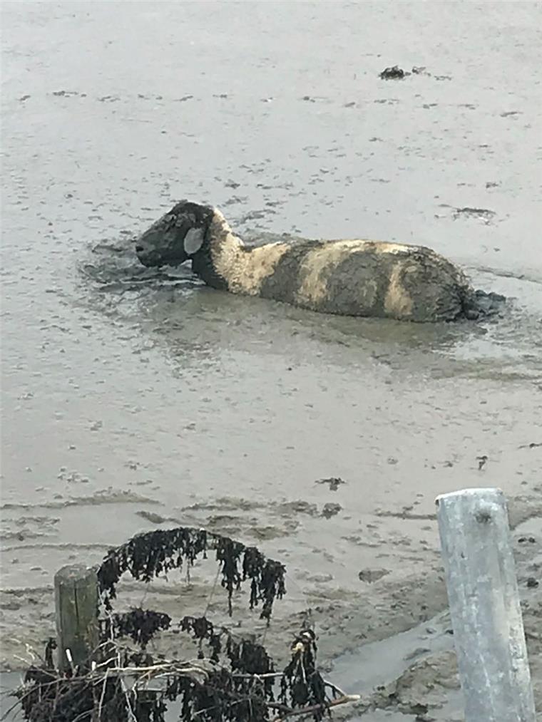 Tollpatschiges Schaf steckt in Ostfriesland bis zum Hals im Watt Kurioser Rettungseinsatz: Ein Schaf steckte in Ostfriesland im Watt fest.