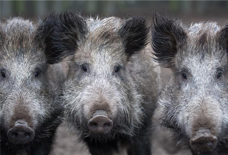 Schweinepest: Weitere Tiere positiv getestet Drei Wildschweine schauen in die Kamera.