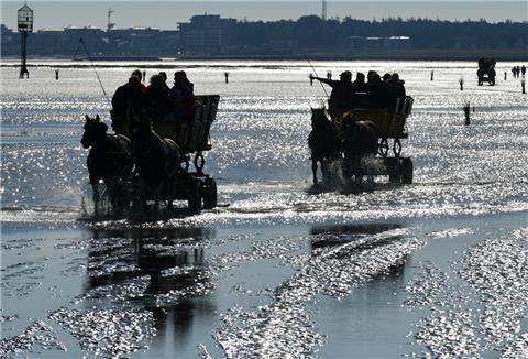 Kutschen fahren über das Watt zwischen Cuxhaven Duhnen und Neuwerk. Foto: Michael Bahlo/dpa