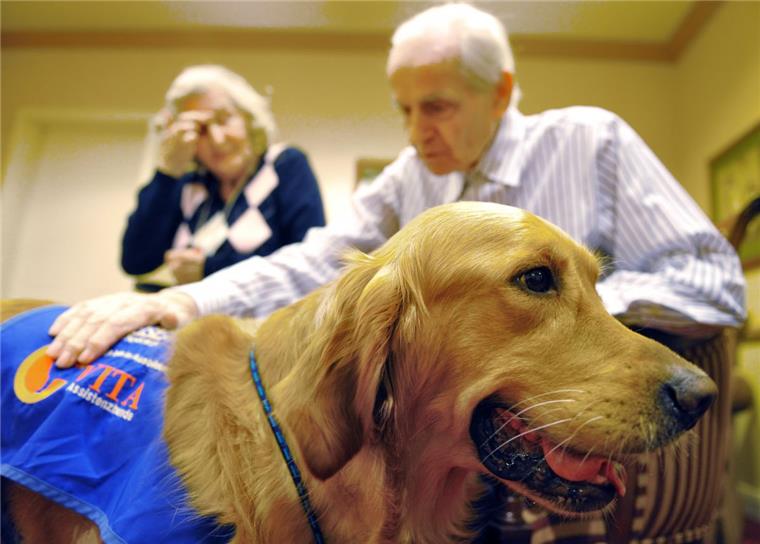 Wissenschaftler fordert mehr Tiere in Altenpflegeheimen Labrador-Mischling Valentin besucht als Therapiehund demenzkranke Menschen.