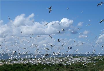 Lachmöwenkolonie auf der Insel Baltrum